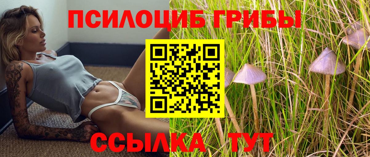 Галлюциногенные грибы Psilocybine cubensis Вологда